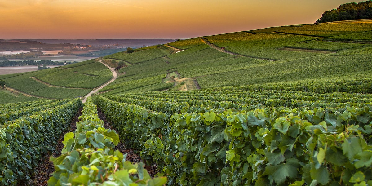 Champagne tour from Paris