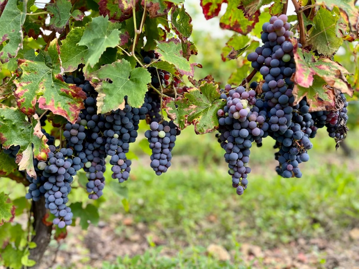 Loire Valley Private Tour